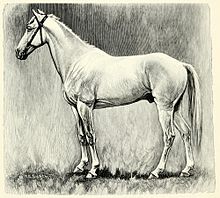Abyssinian - Ethiopian Horses